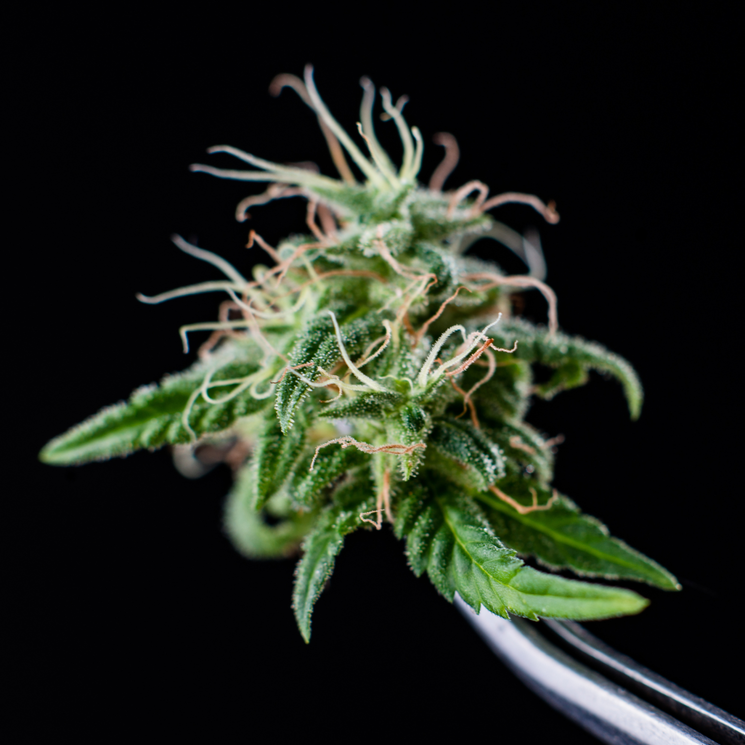 Cannabinoids business