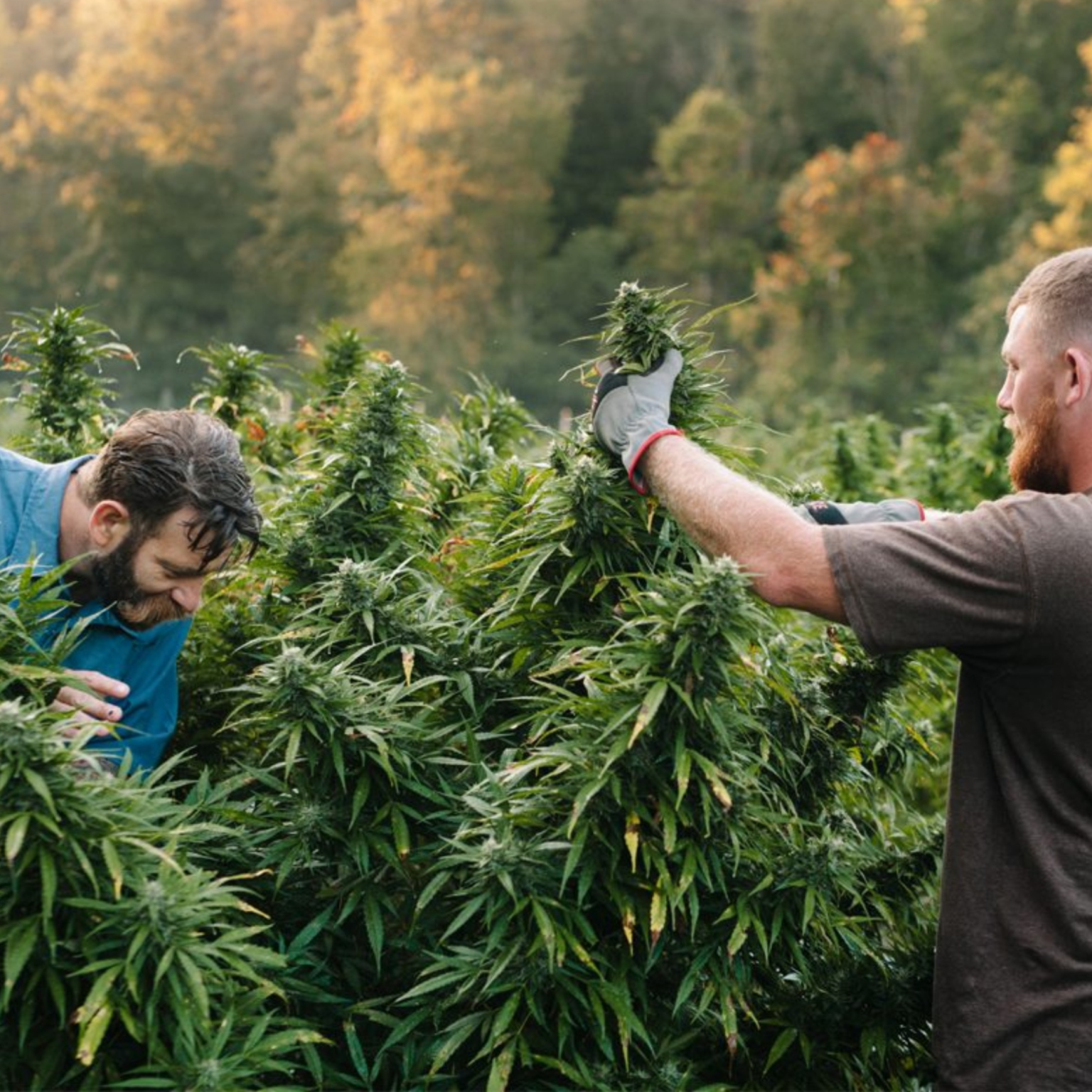 Marijuana research canada