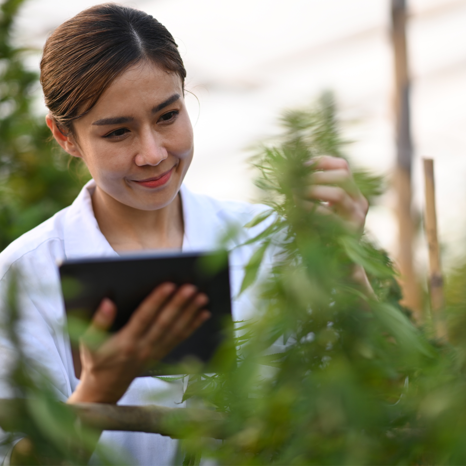Medical cannabis canada lab