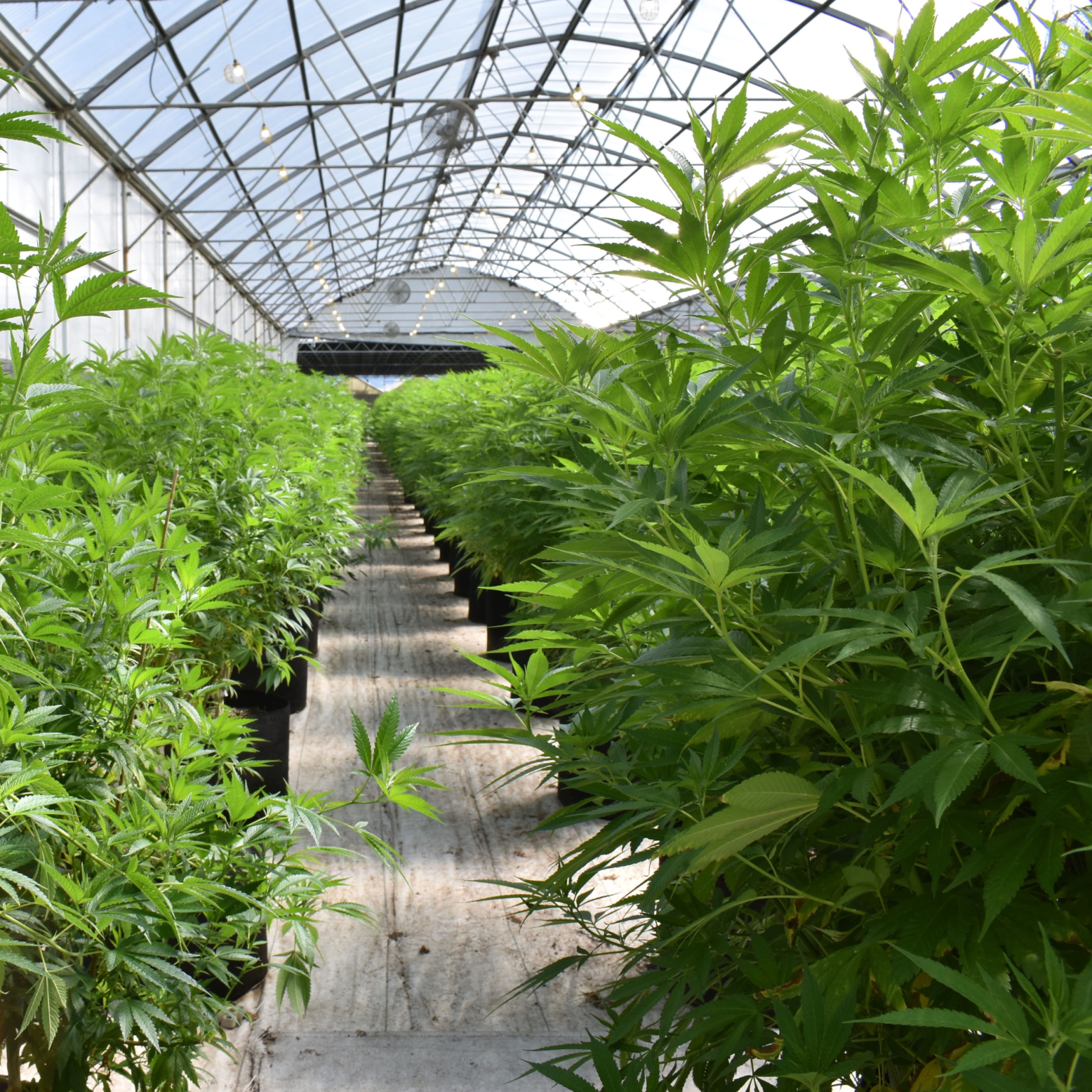 Recreational cannabis research