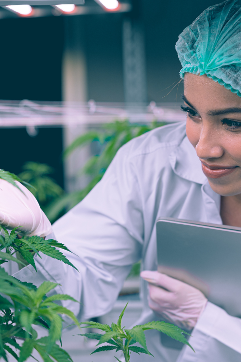 cannabis reserach lab in canada best
