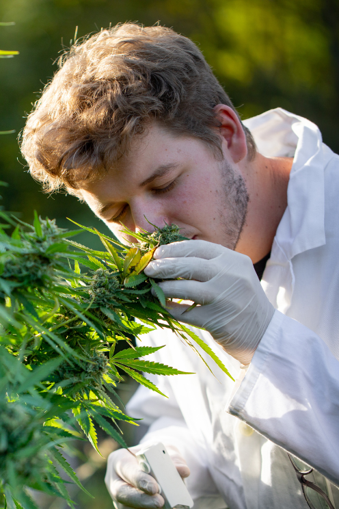 cannabis reserach lab in canada how to grow