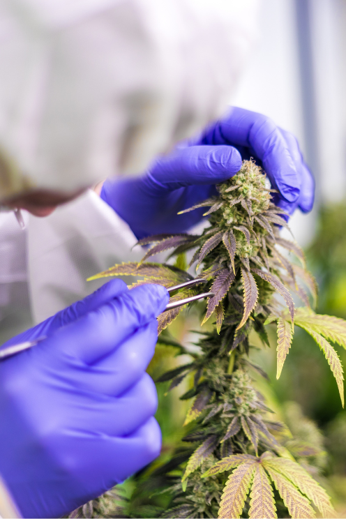cannabis reserach lab in canada toronto